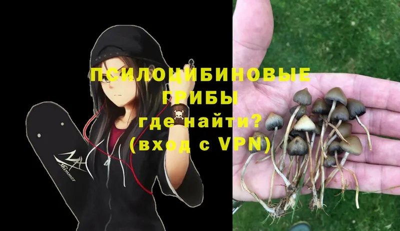 Галлюциногенные грибы Psilocybe  Карасук 